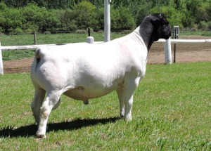 LOT 41 1X DORPER RAM IZAK NEL DORPERS