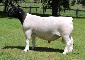 LOT 44 1X DORPER RAM IZAK NEL DORPERS