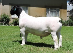 LOT 43 1X DORPER T 5 RAM IZAK NEL DORPERS