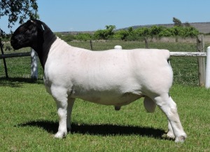 LOT 45 1X DORPER RAM IZAK NEL DORPERS