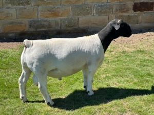 LOT 161 1X DORPER STUD RAM LEROY PHILLIPS DORPERS