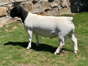 LOT 100 1X DORPER STUD RAM LEROY PHILLIPS DORPERS