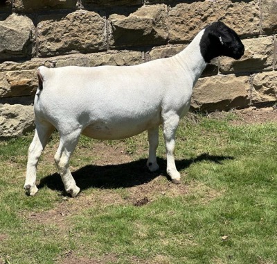 LOT 27 1X DORPER PREGNANT T5 OOI/EWE LEROY PHILLIPS DORPERS