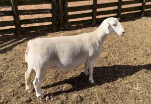 LOT 56 1X WHITE DORPER PREGNANT T5 OOI/EWE SPRINGDUIN WIT DORPERS