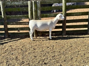 LOT 87 1X WHITE DORPER T5 OOI/EWE SPRINGDUIN WIT DORPERS