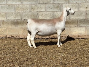 LOT 58 1X WHITE DORPER PREGNANT T5 OOI/EWE SPRINGDUIN WIT DORPERS