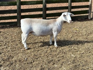 LOT 59 1X WHITE DORPER T5 OOI/EWE SPRINGDUIN WIT DORPERS