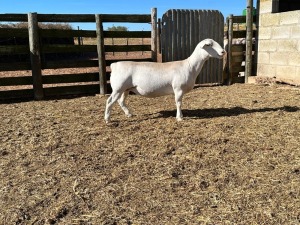 LOT 60 1X WHITE DORPER T5 OOI/EWE SPRINGDUIN WIT DORPERS