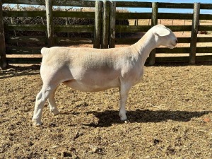 LOT 57 1X WHITE DORPER PREGNANT T5 OOI/EWE SPRINGDUIN WIT DORPERS