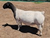 LOT 1 1+2X DORPER T5 OOI/EWE MICKEY PHILLIPS DORPER