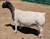 LOT 1 1+2X DORPER T5 OOI/EWE MICKEY PHILLIPS DORPER - 2