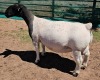 LOT 1 1+2X DORPER T5 OOI/EWE MICKEY PHILLIPS DORPER - 3