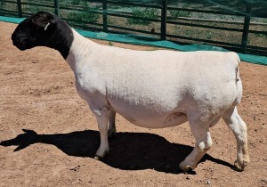 LOT 2 1+1X DORPER T5 OOI/EWE MICKEY PHILLIPS DORPER