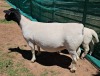 LOT 2 1+1X DORPER T5 OOI/EWE MICKEY PHILLIPS DORPER - 2