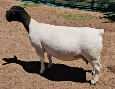 LOT 3 1+2X DORPER T5 OOI/EWE MICKEY PHILLIPS DORPER