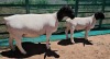 LOT 3 1+2X DORPER T5 OOI/EWE MICKEY PHILLIPS DORPER - 2