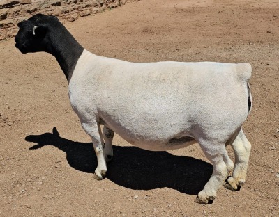 LOT 4 WITHDRAWN 1+3X DORPER OOI/EWE MICKEY PHILLIPS DORPER