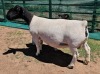 LOT 4 WITHDRAWN 1+3X DORPER OOI/EWE MICKEY PHILLIPS DORPER - 2