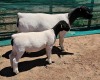 LOT 4 WITHDRAWN 1+3X DORPER OOI/EWE MICKEY PHILLIPS DORPER - 3