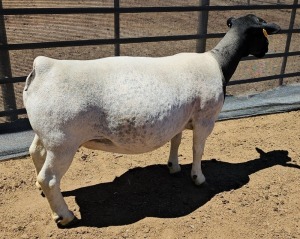 LOT 11 1+2X DORPER T5 OOI/EWE MICKEY PHILLIPS DORPER