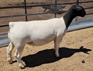 LOT 12 1X DORPER FLOCK OOI/EWE MICKEY PHILLIPS DORPER