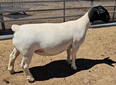 LOT 13 1X DORPER PREGNANT T5 OOI/EWE MICKEY PHILLIPS DORPER