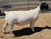 LOT 13 1X DORPER PREGNANT T5 OOI/EWE MICKEY PHILLIPS DORPER - 2