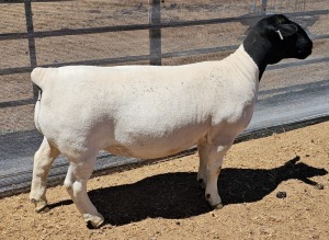 LOT 15 1X DORPER FLOCK OOI/EWE MICKEY PHILLIPS DORPER