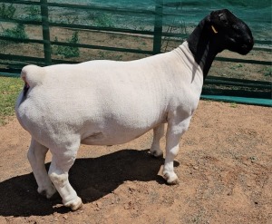 LOT 6 1X DORPER T5 RAM MICKEY PHILLIPS DORPER