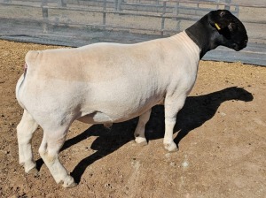 LOT 7 1X DORPER T5 RAM MICKEY PHILLIPS DORPER