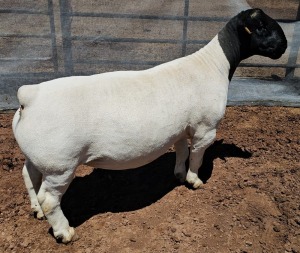 LOT 8 1X DORPER T5 RAM MICKEY PHILLIPS DORPER