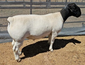 LOT 9 1X DORPER T5 RAM MICKEY PHILLIPS DORPER