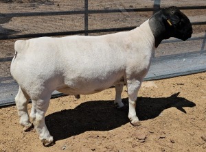 LOT 10 1X DORPER T5 RAM MICKEY PHILLIPS DORPER