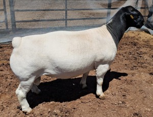 LOT 21 1X DORPER FLOCK RAM MICKEY PHILLIPS DORPER