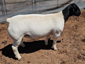 LOT 22 1X DORPER STUD RAM MICKEY PHILLIPS DORPER