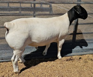 LOT 23 1X DORPER FLOCK RAM MICKEY PHILLIPS DORPER