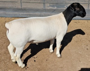 LOT 24 1X DORPER FLOCK RAM MICKEY PHILLIPS DORPER