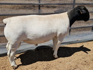 LOT 25 1X DORPER STUD RAM MICKEY PHILLIPS DORPER