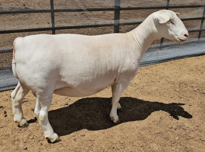 LOT 21 1+1X WHITE DORPER T5 OOI/EWE ASHLEY PHILLIPS WHITE DORPERS