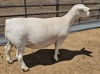 LOT 21 1+1X WHITE DORPER T5 OOI/EWE ASHLEY PHILLIPS WHITE DORPERS - 2