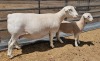 LOT 21 1+1X WHITE DORPER T5 OOI/EWE ASHLEY PHILLIPS WHITE DORPERS - 3