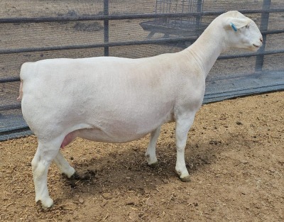 LOT 22 1+1X WHITE DORPER FLOCK OOI/EWE ASHLEY PHILLIPS WHITE DORPERS