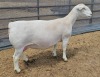 LOT 22 1+1X WHITE DORPER FLOCK OOI/EWE ASHLEY PHILLIPS WHITE DORPERS - 2