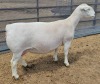 LOT 22 1+1X WHITE DORPER FLOCK OOI/EWE ASHLEY PHILLIPS WHITE DORPERS - 3