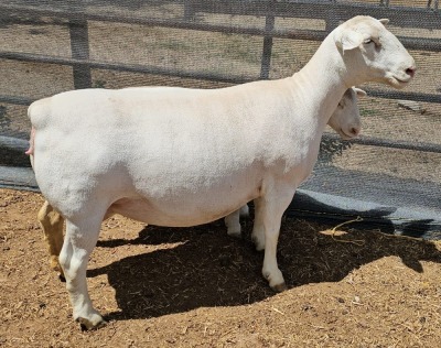 LOT 23 1+1X WHITE DORPER T5 OOI/EWE ASHLEY PHILLIPS WHITE DORPERS