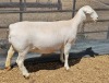 LOT 24 1+1X WHITE DORPER T5 OOI/EWE ASHLEY PHILLIPS WHITE DORPERS