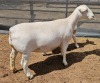 LOT 24 1+1X WHITE DORPER T5 OOI/EWE ASHLEY PHILLIPS WHITE DORPERS - 2