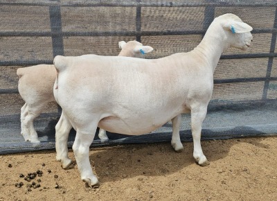 LOT 25 1+1X WHITE DORPER T5 OOI/EWE ASHLEY PHILLIPS WHITE DORPERS