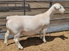 LOT 25 1+1X WHITE DORPER T5 OOI/EWE ASHLEY PHILLIPS WHITE DORPERS - 2