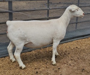 LOT 83 WITHDRAWN - 1X WHITE DORPER OOI/EWE ASHLEY PHILLIPS WHITE DORPERS